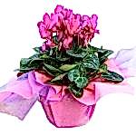 Tavşankulağı Siklamen