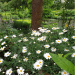 Kır Papatyası Bodur