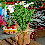 Kır Papatyası Bodur