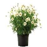 Kır Papatyası Uzun