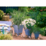 Kır Papatyası Bodur