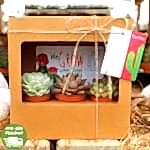 3'lü Kaktüs&Sukulent Hediye Kutusu