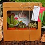 3'lü Kaktüs&Sukulent Hediye Kutusu