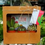 3'lü Kaktüs&Sukulent Hediye Kutusu