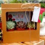 3'lü Kaktüs&Sukulent Hediye Kutusu