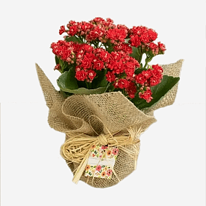 Kalanchoe
