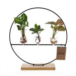 Philodendron 3'lü Teraryum