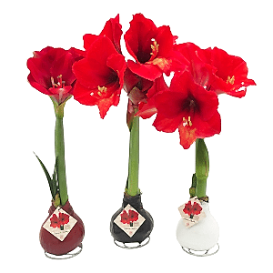 Amaryllis